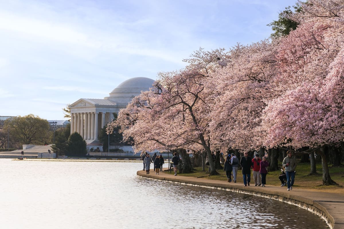 Kirschbäume in Washington, DC